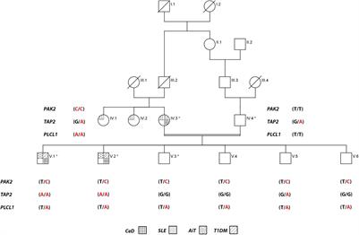 Complex Inheritance of Rare Missense Variants in PAK2, TAP2, and PLCL1 Genes in a Consanguineous Arab Family With Multiple Autoimmune Diseases Including Celiac Disease